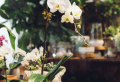How to take care of orchids – the ultimate guide