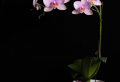 How to take care of orchids – the ultimate guide