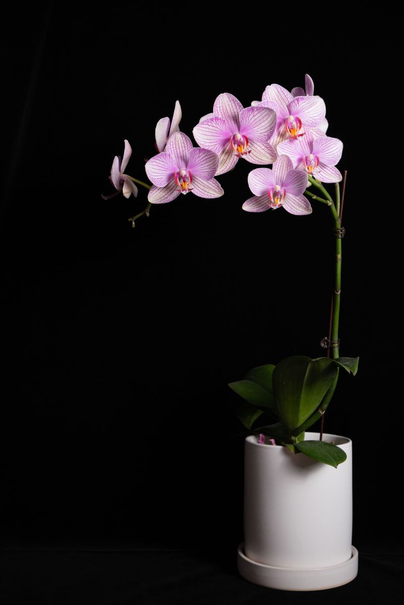 how long do orchids live purple orchid white pot