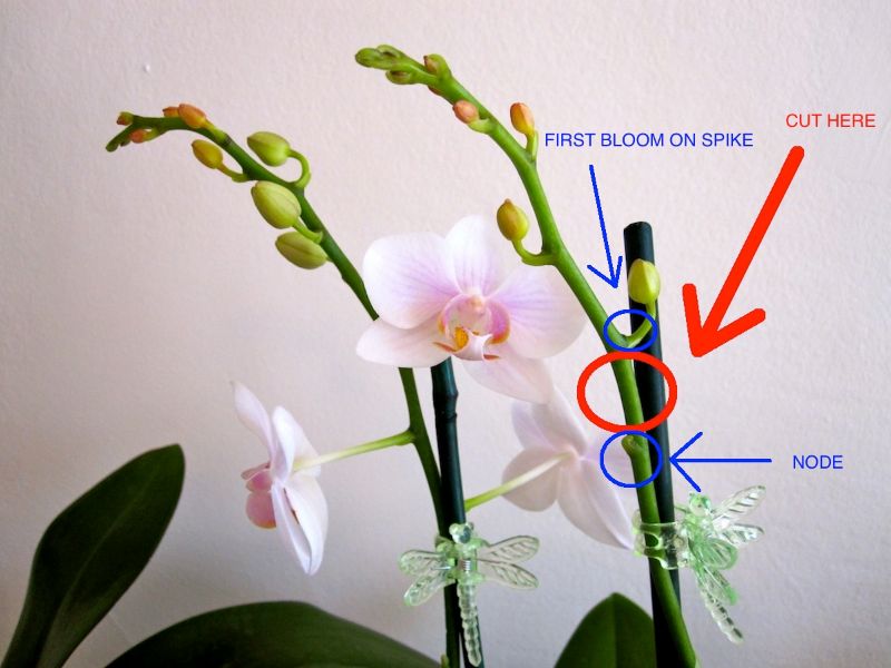 how often to water orchids where to cut orchids