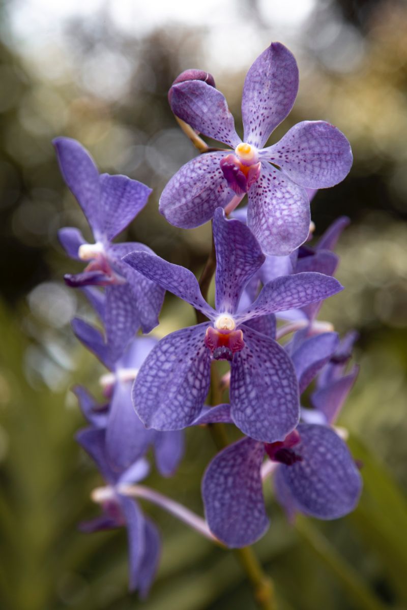 how to care for orchids indoors purple orchids
