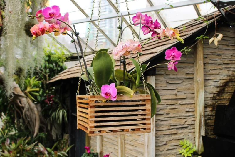 how to care for orchids purple orchid in crate