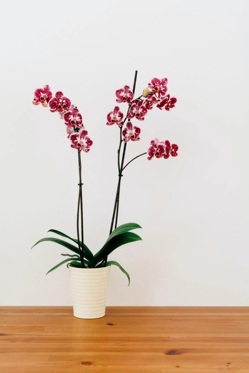 how to take care of orchids pink and white orchid