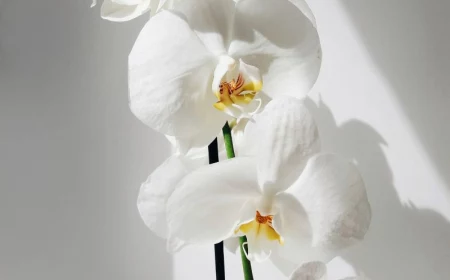 how to take care of orchids white orchid