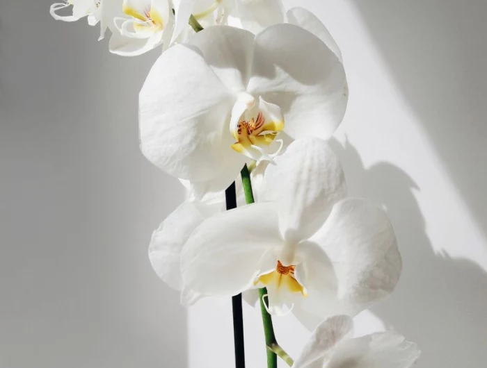 how to take care of orchids white orchid