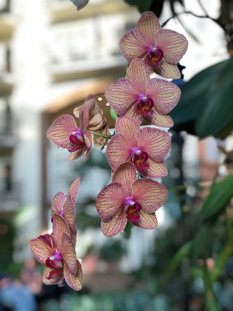 purple white orchids how often to water orchids