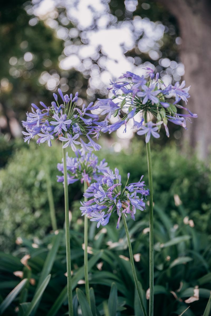 agapanthus flower low maintenance plants in purple