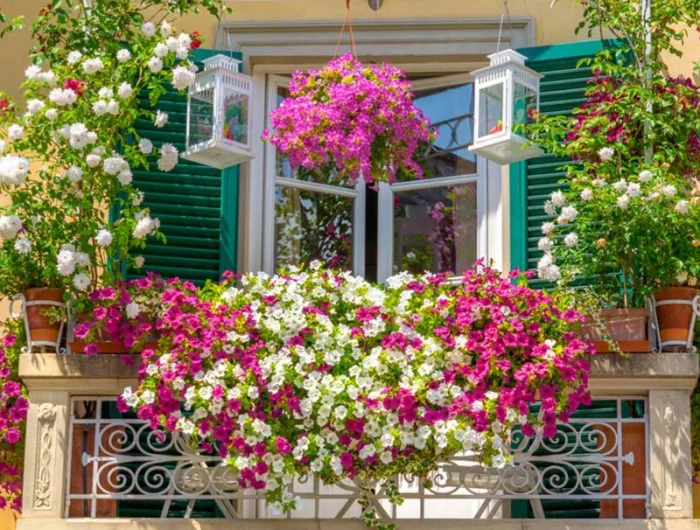 balcony covered with flowers low maintenance plants