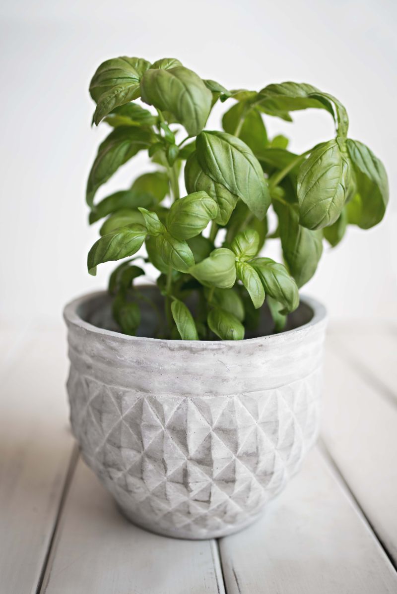 basil in ceramic pot how to prune basil