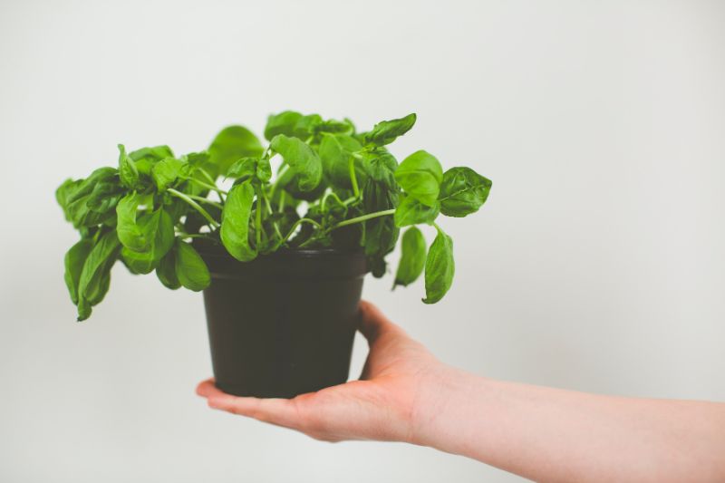 basil plant care small black pot with basil