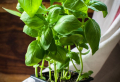 How To Harvest Basil: How To Take Care, Harvest and More