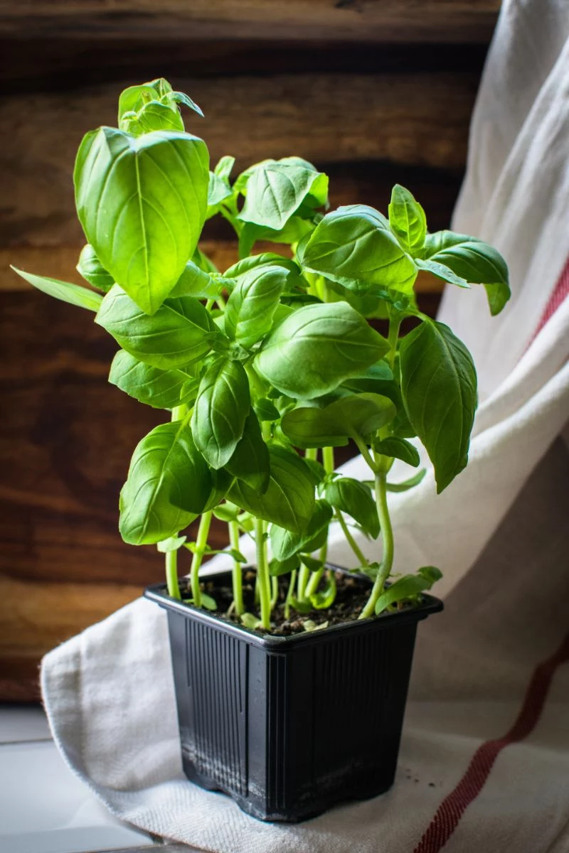 black pot with plant basil plant care