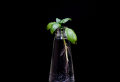 How To Harvest Basil: How To Take Care, Harvest and More