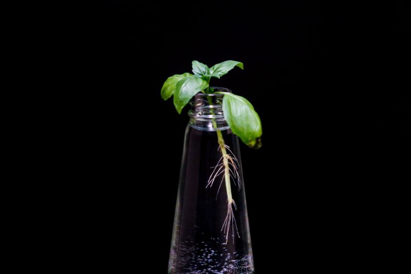 bottle with water how to harvest basil