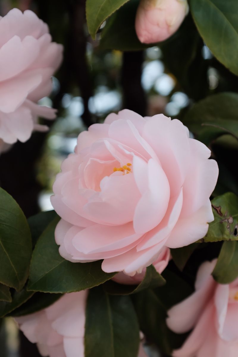 camellia pink flower low maintenance plants