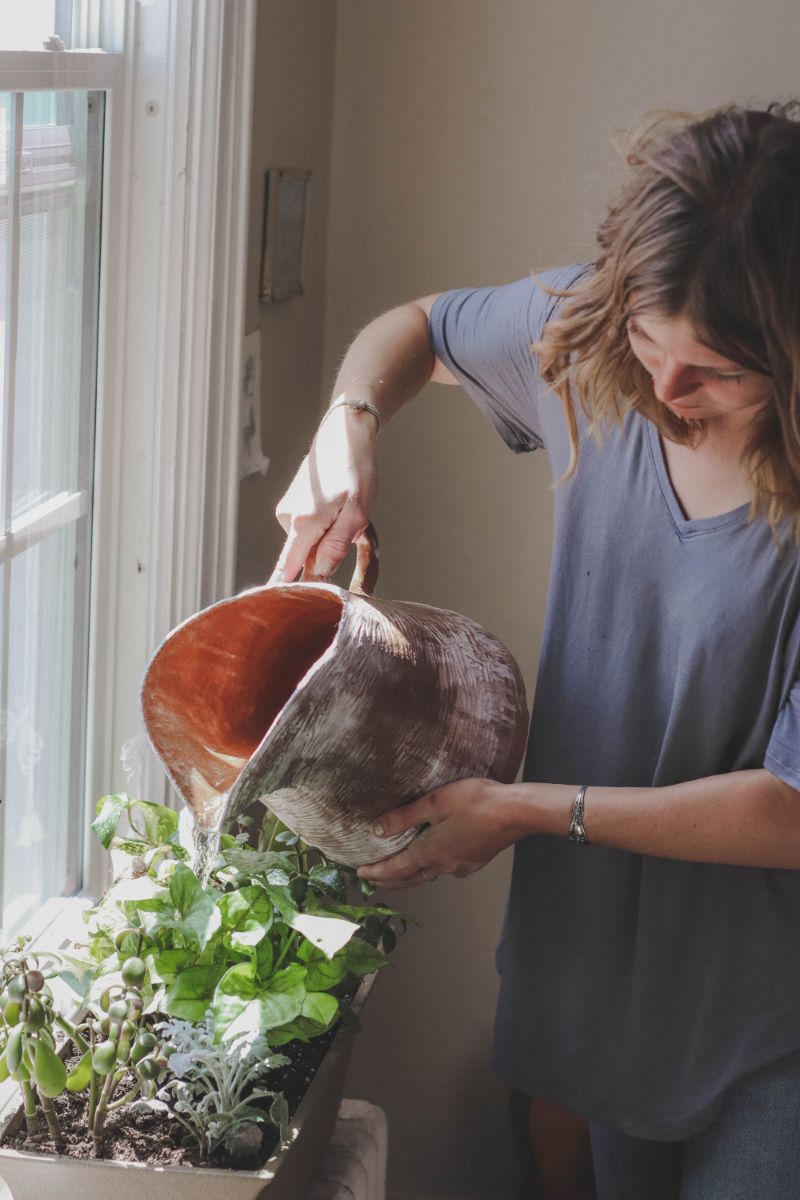 ceramic pot how to harvest basil and water it