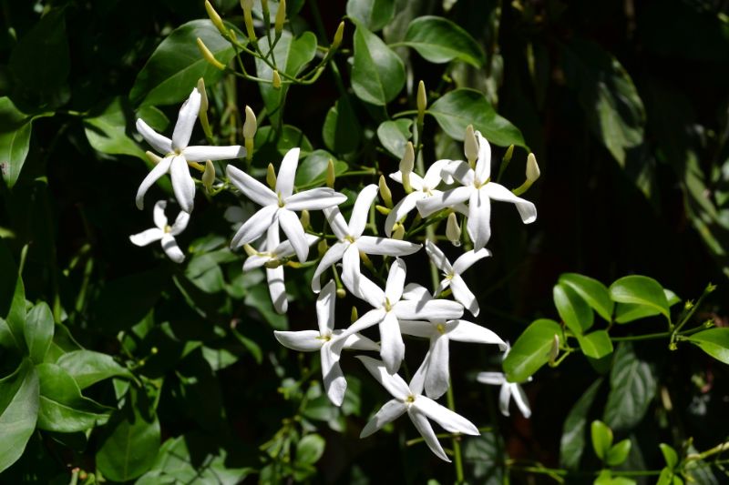 close up jasmine flower in white
