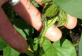 How to get rid of aphids – save your plants with a few homemade remedies