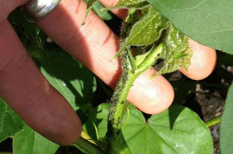 close up photo what are aphids on plant