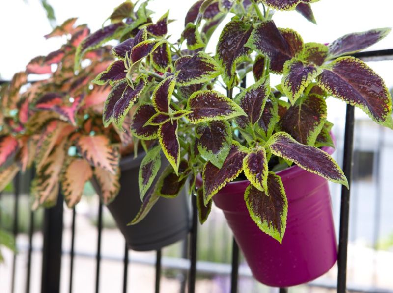 coleus flower low maintenance plants in two pots