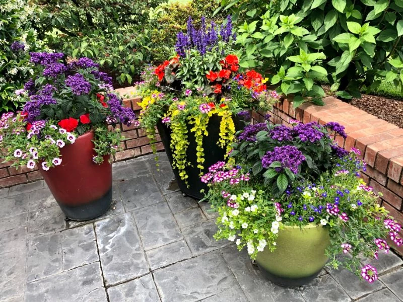 colorful plants in pots low maintenance outdoor plants
