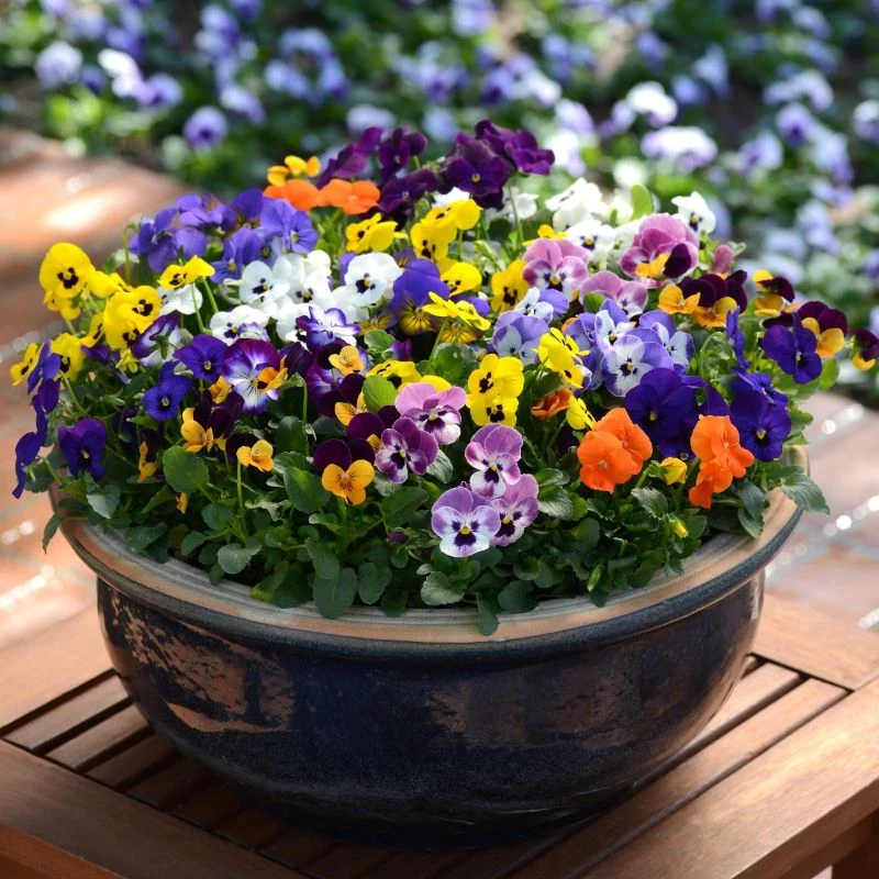 colorful violas in pot types of houseplants
