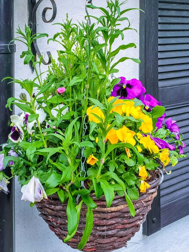 easy plants to grow hanging basket