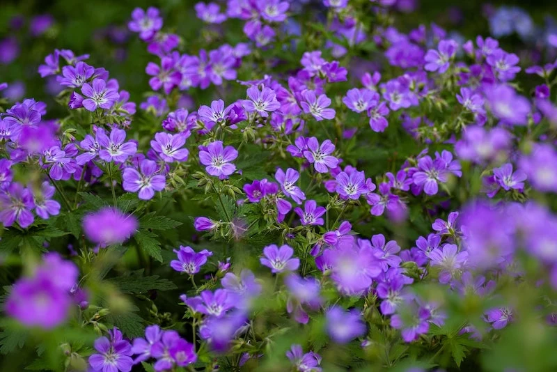 garden plants little purple flowers in the garden