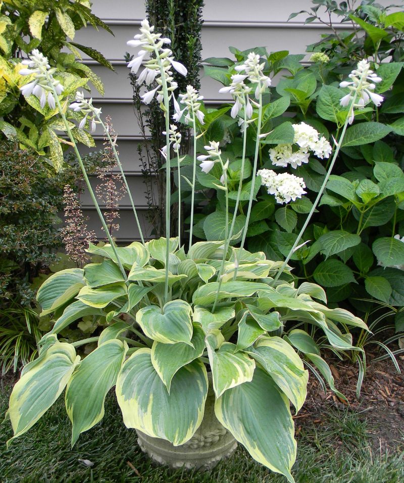 hostas easy plants to grow with white flowers