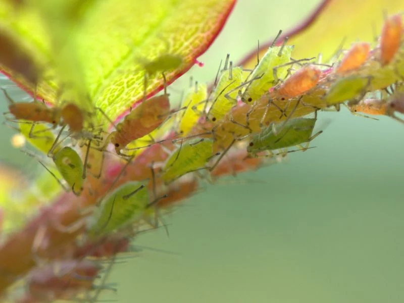 how to get rid of aphids on stem