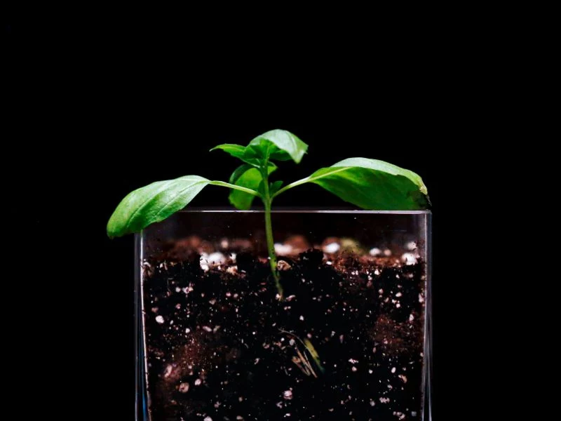 how to grow basil in small vase with soil