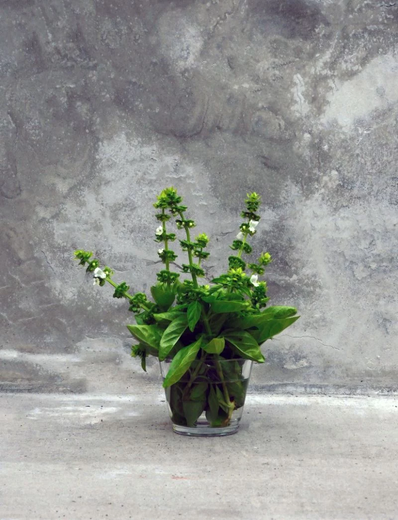 how to harvest basil placed in vase