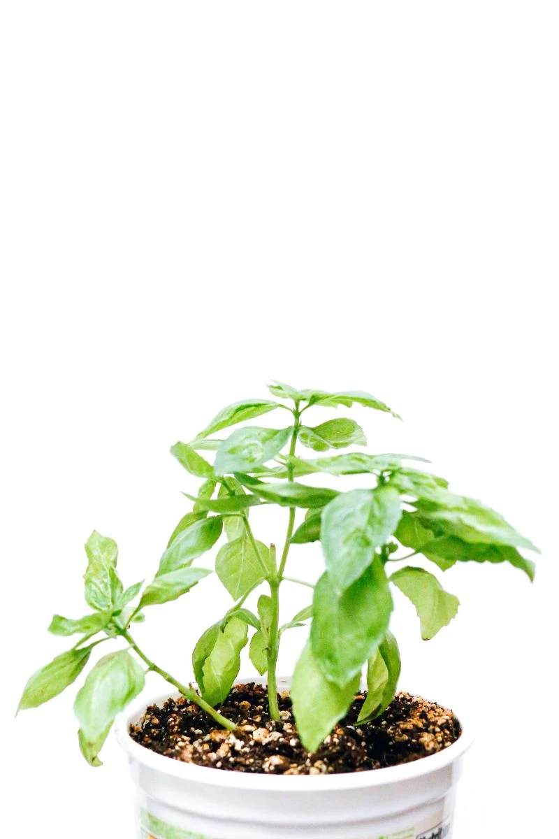 how to harvest basil planted in pot