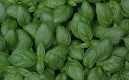 how to prune basil close up photo