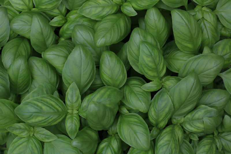 How to harvest basil – learn how to take care of this precious herb