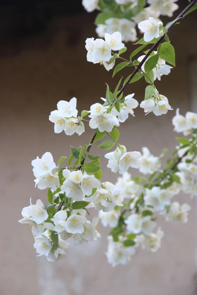 jasmine flower benefits close up of white flowers