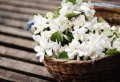How to grow a beautiful jasmine flower to add to your exterior