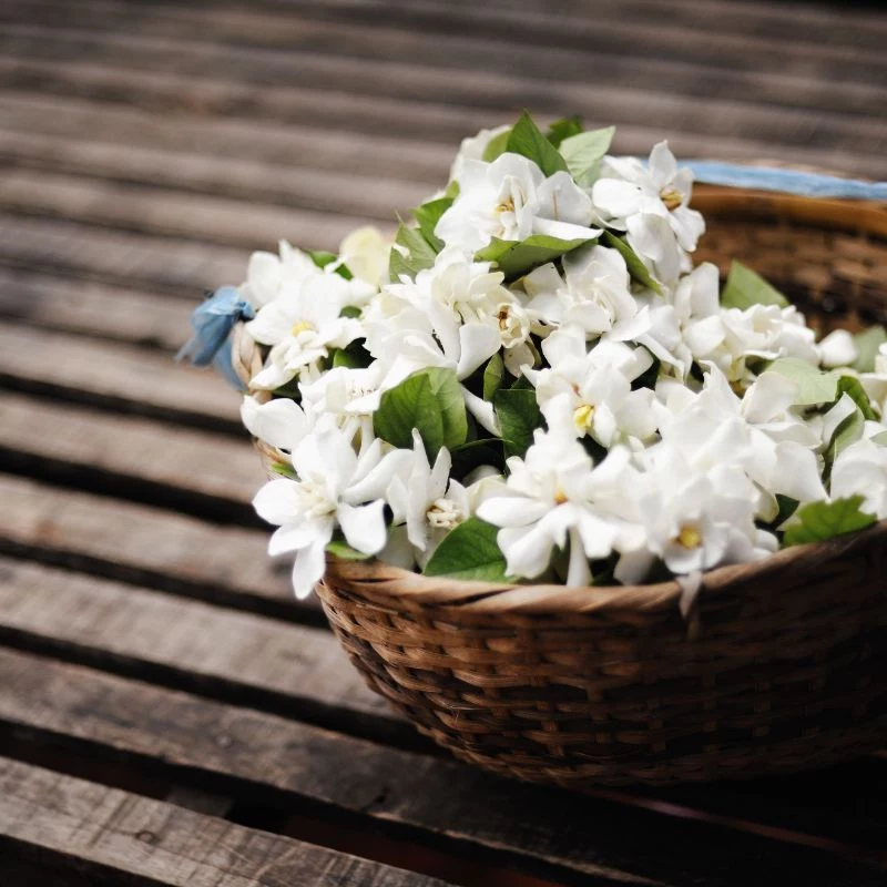 jasmine flower placed in basket on wooden table