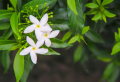 How to grow a beautiful jasmine flower to add to your exterior