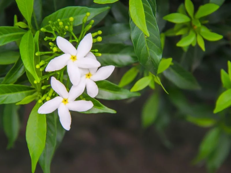 jasmine flower plant with white blooms