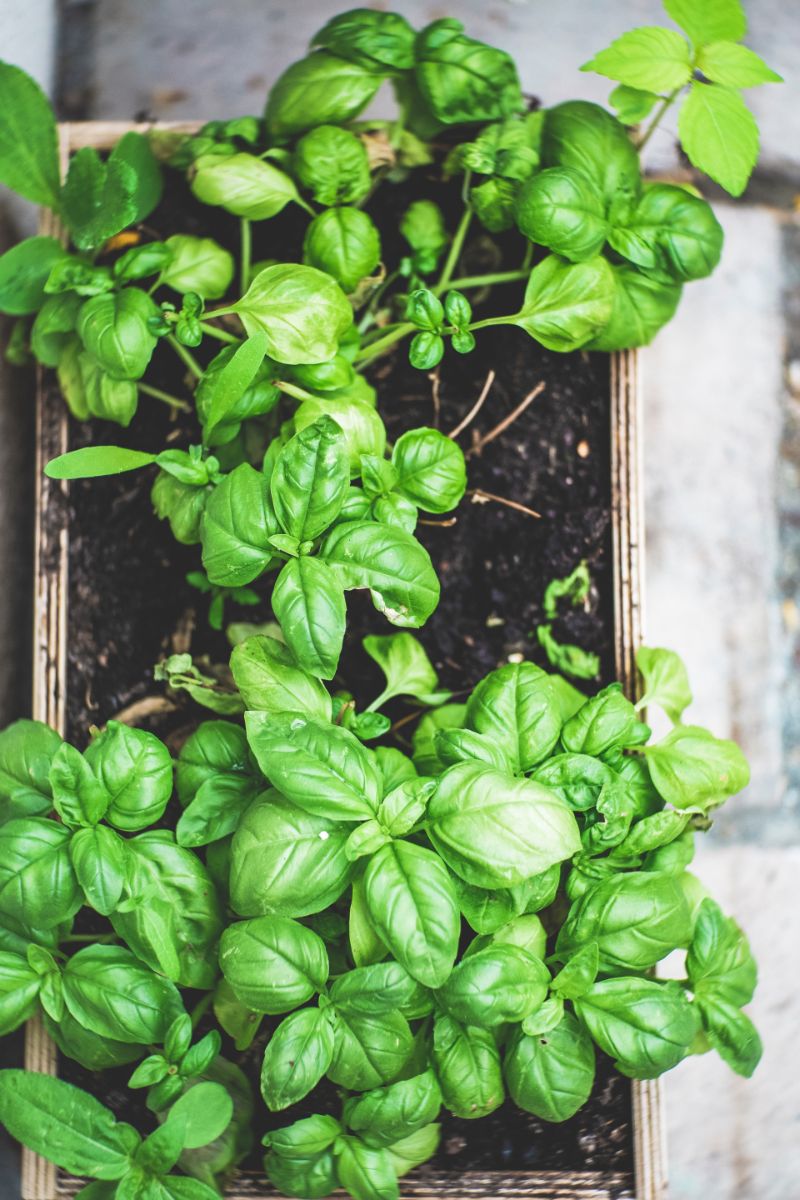 large pot with basil plant care