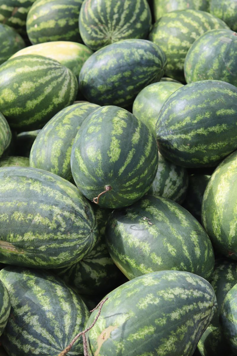 lots of watermelons how to pick a good watermelon