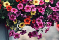 Grow low maintenance plants in pots to decorate your porch or balcony