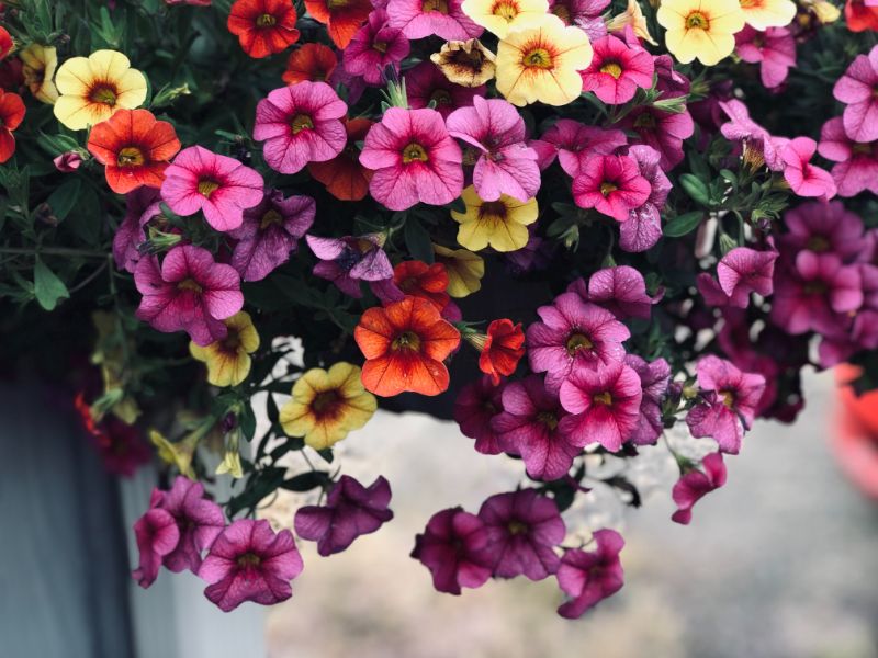 low maintenance outdoor plants petunia