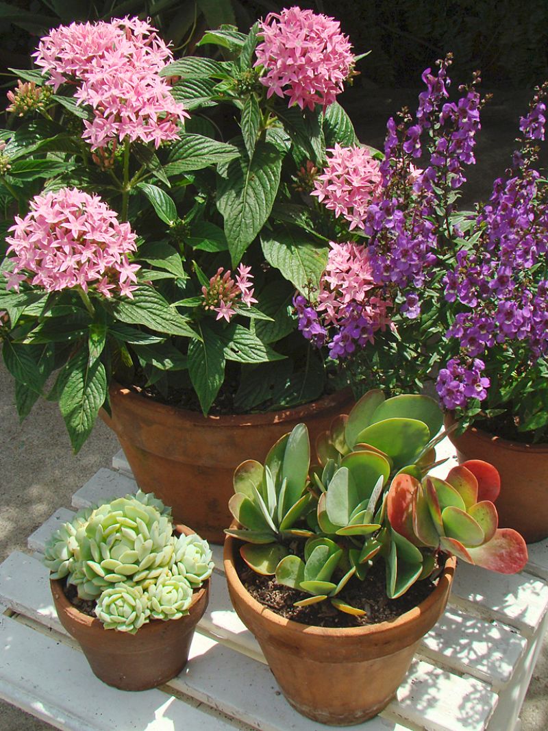 low maintenance plants four ceramic pots