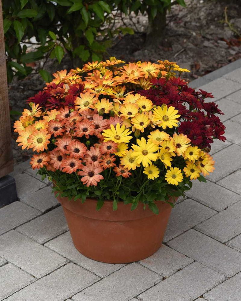 osteospermum perennial flowers full sun in different colors