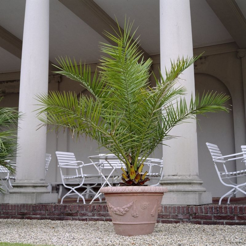 palm tree perennial flowers full sun in pot