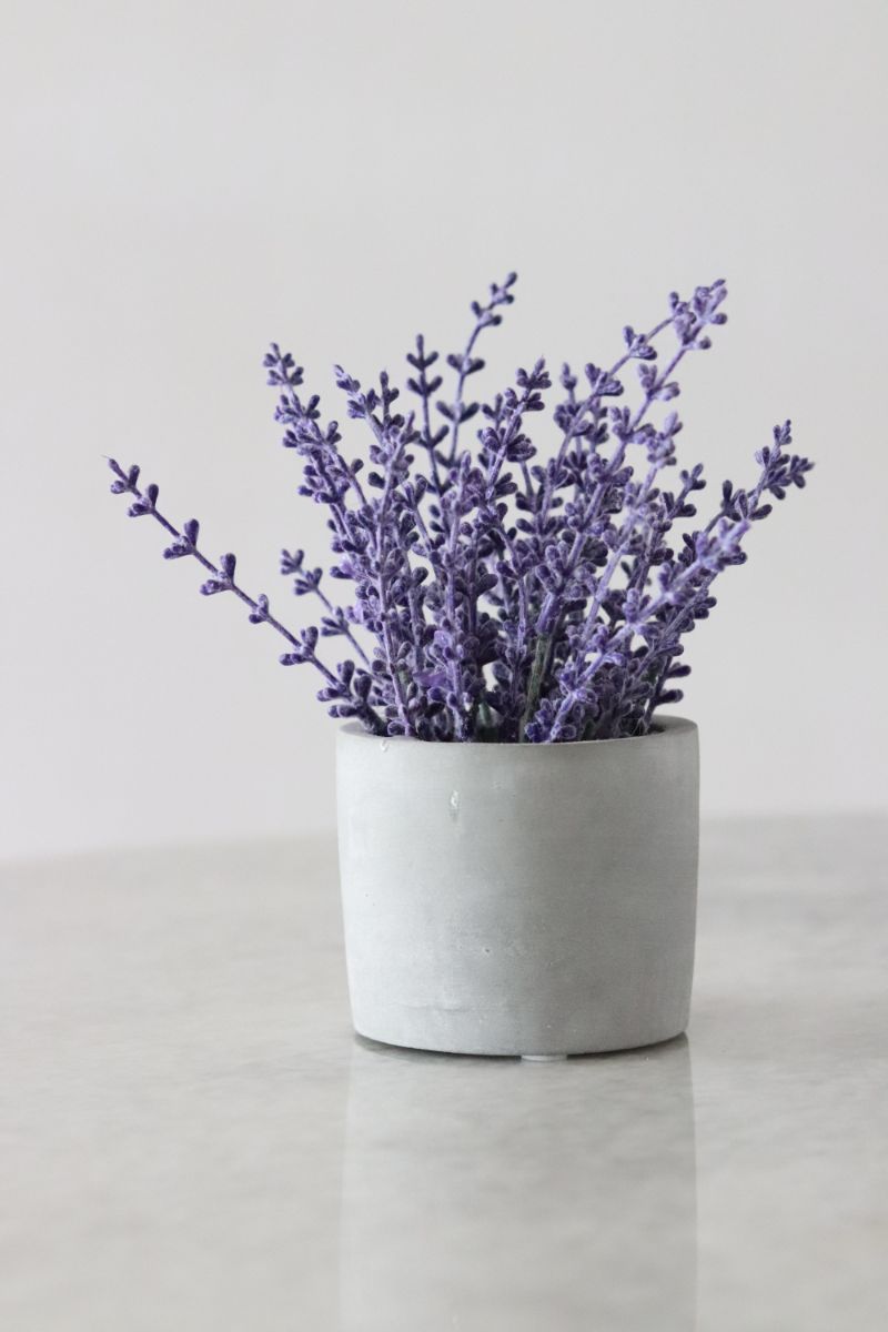 perennial flowers full sun lavender in white pot