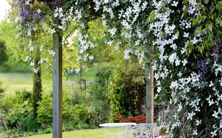 pergola covered with jasmine flower in white