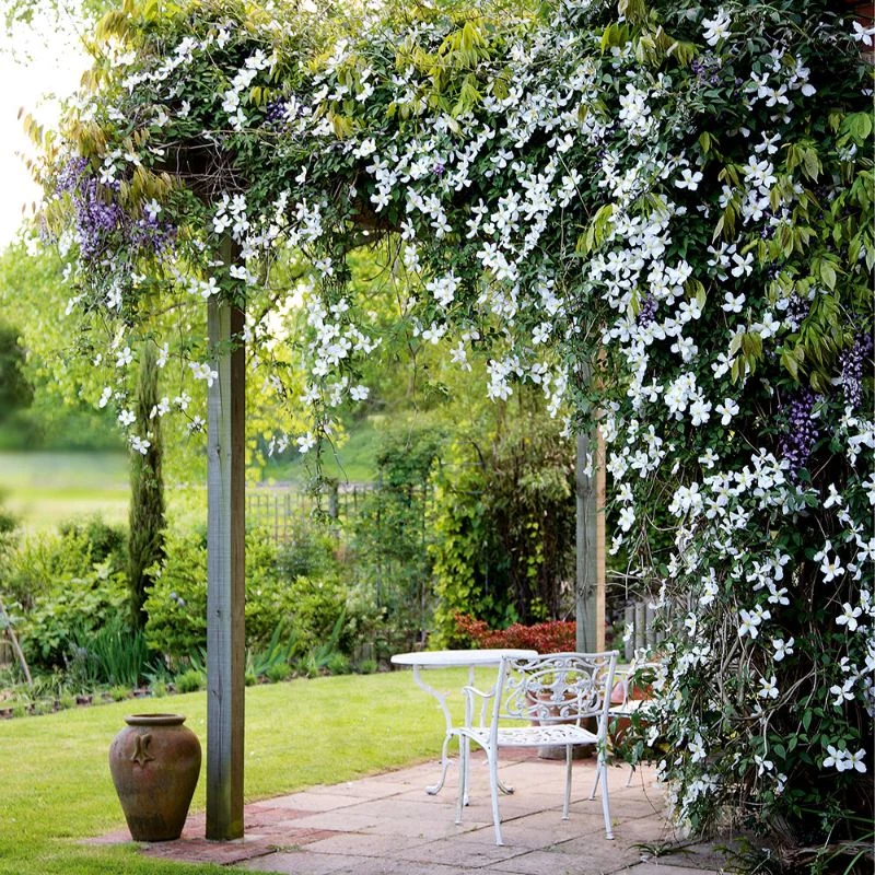 pergola covered with jasmine flower in white